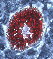 Mature fat cell